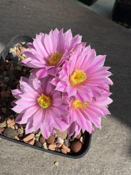 Echinocereus pulchellus amoenus